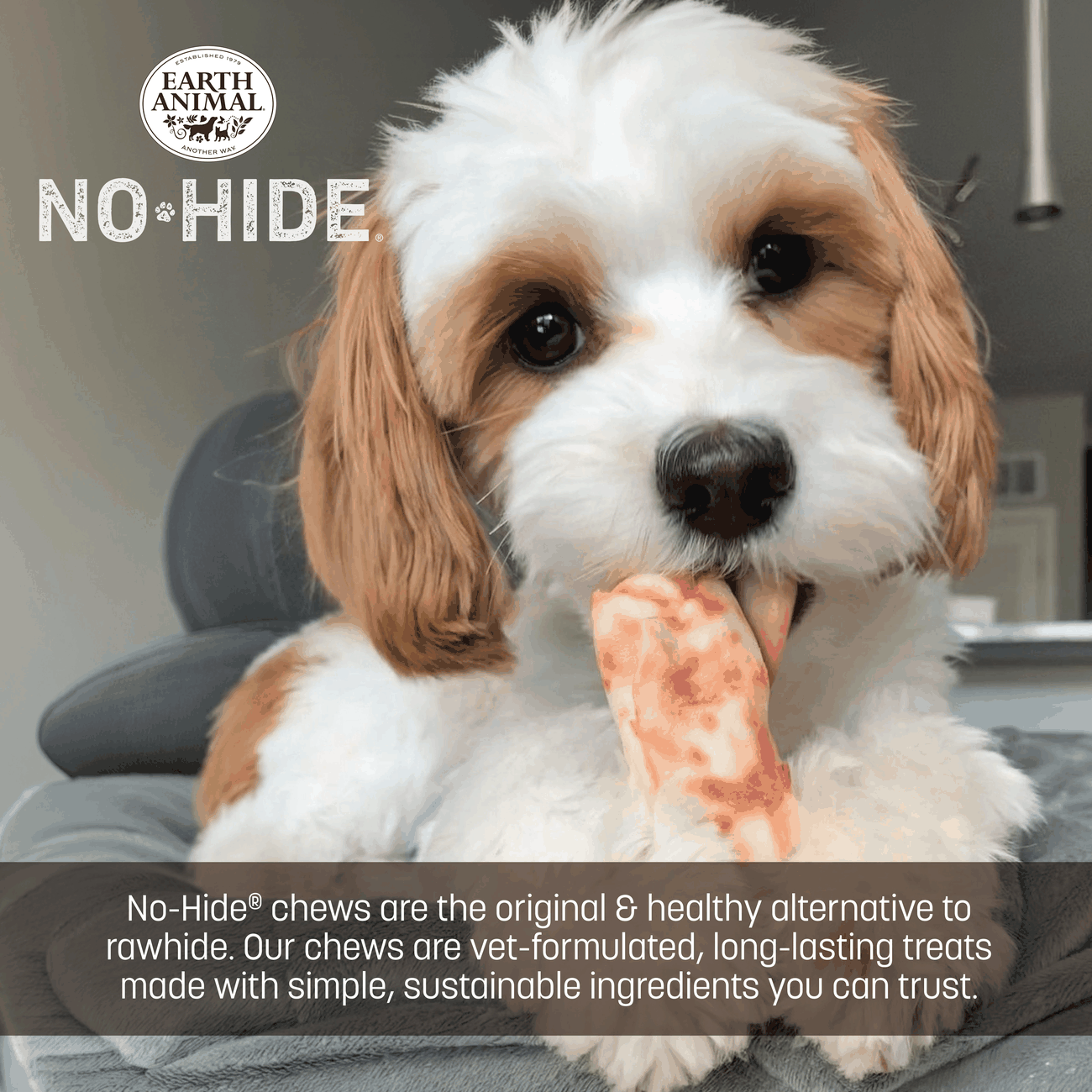 earth-animal-no-hide-fraise-friandise-rolls-petit-chien-lot-3 image 5