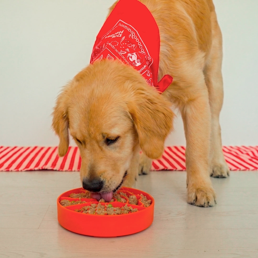 dog-heroes-slow-bowl-gamelle-anti-glouton-19-cm image 3