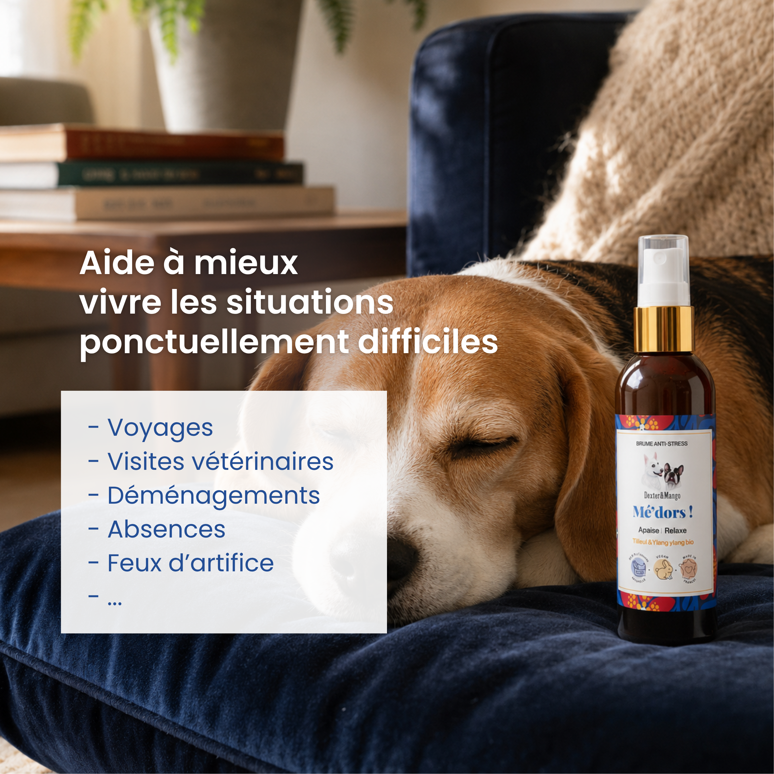 dexter-mango-m-dors-brume-s-r-nit-chien-stress image 2