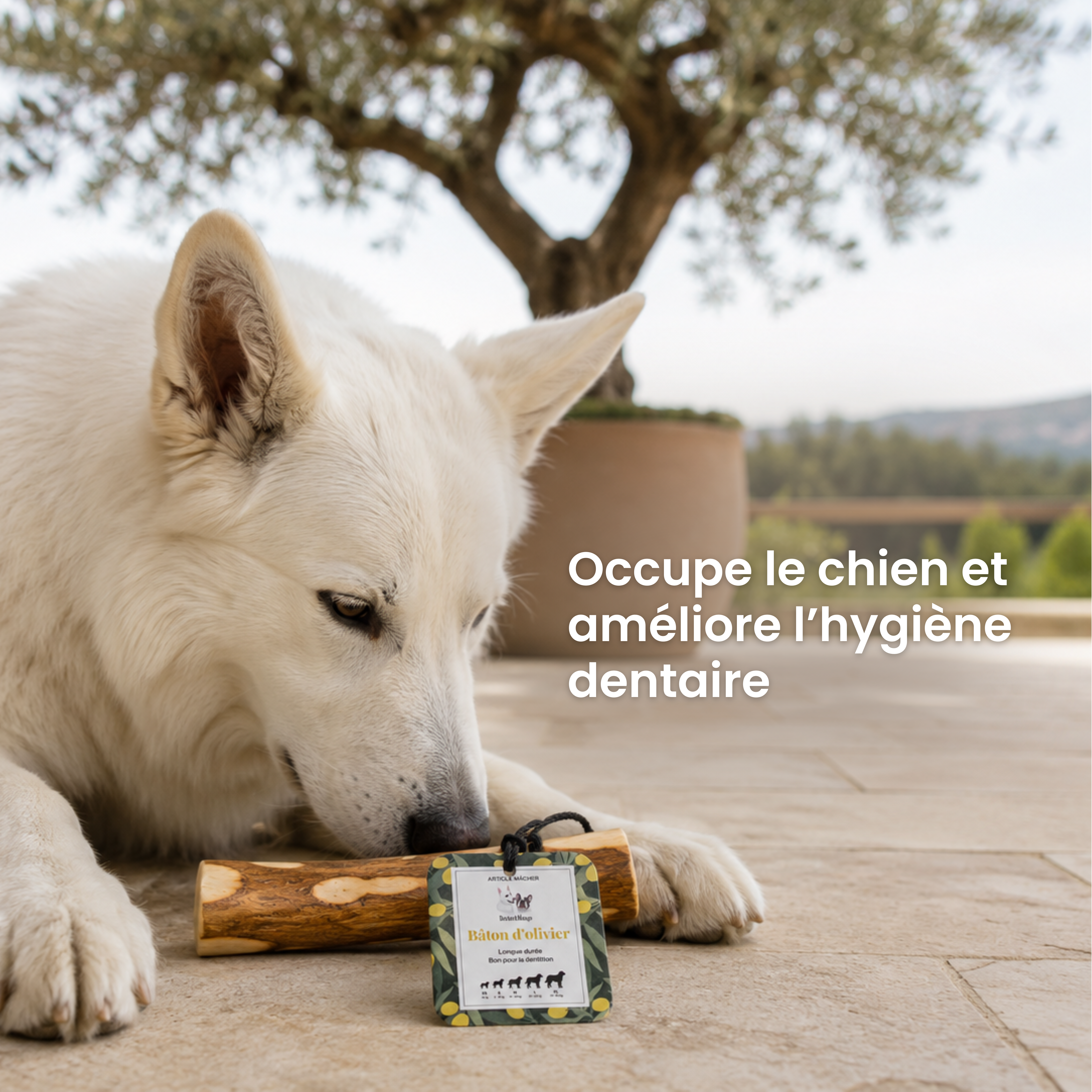 dexter-mango-b-ton-olivier-friandise-mastication-chien-taille-m image 2