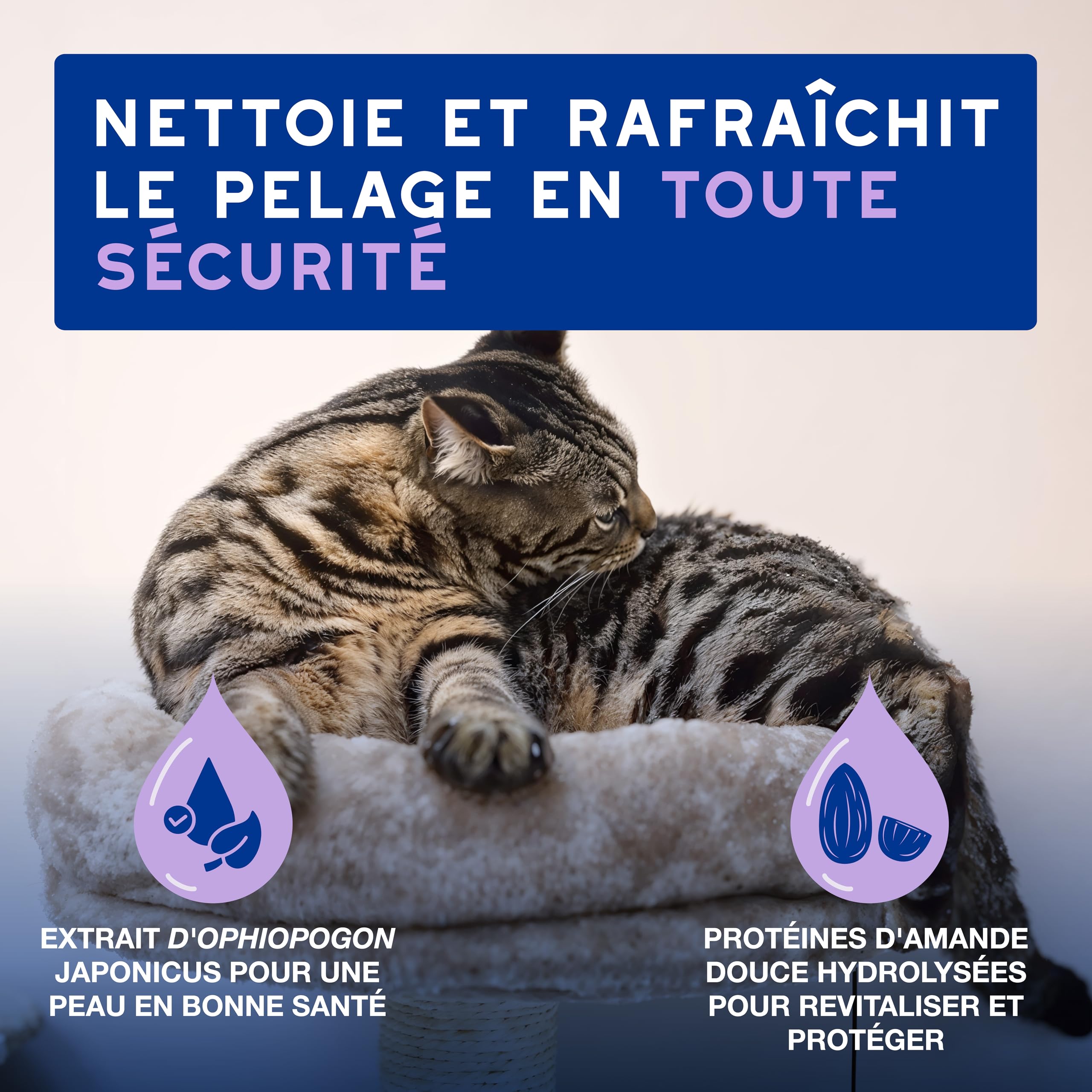 douxo-spa-skin-coat-mousse-sans-rin-age-chat-amande-douce image 2