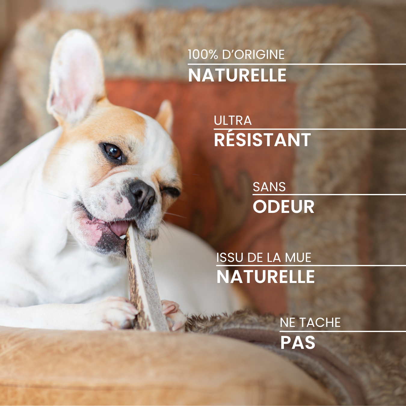 dexter-mango-bois-de-cerf-tranch-friandise-chien image 3