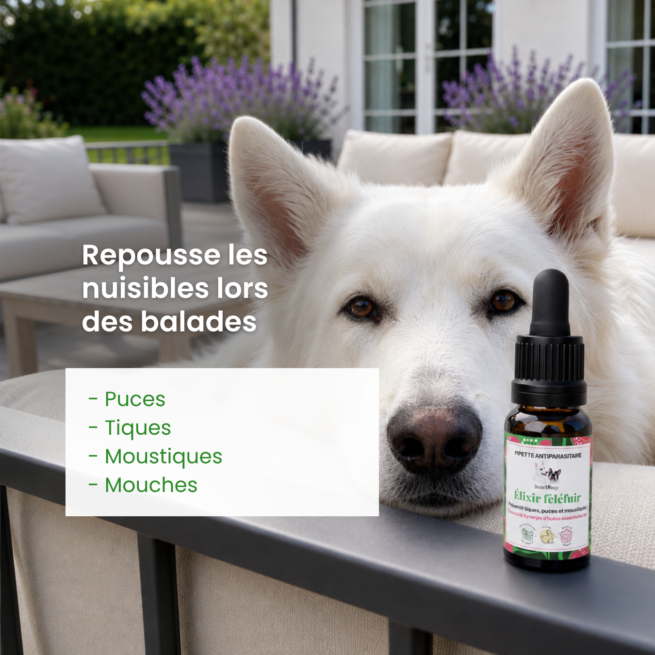 dexter-mango-lixir-f-l-fuir-pipette-antiparasitaire-chien-g-raniol image 2