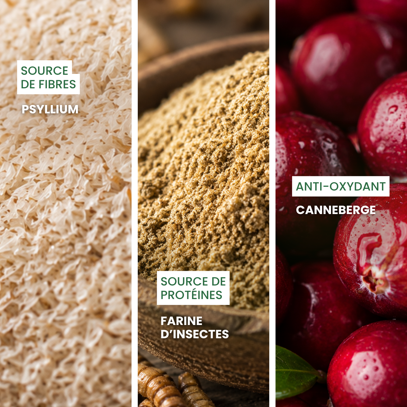 dexter-mango-cacaramel-friandise-digestion-chien-insectes image 3