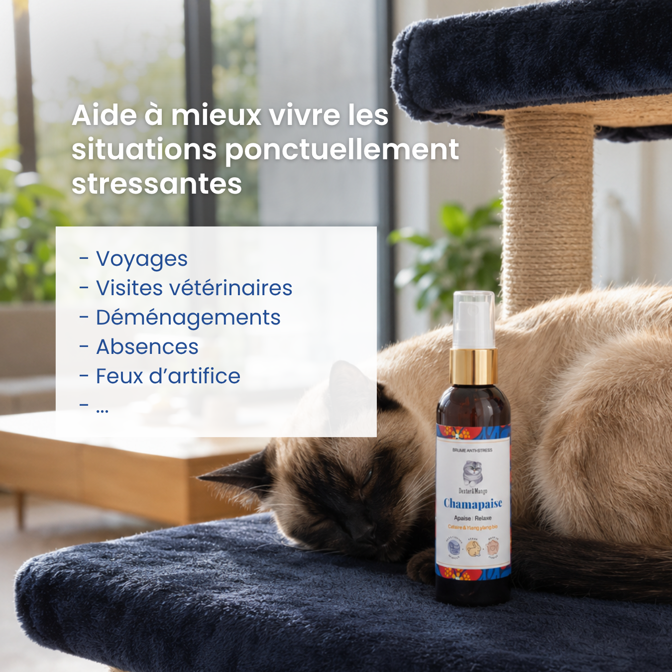 dexter-mango-chamapaise-brume-apaisante-chat-cataire image 2