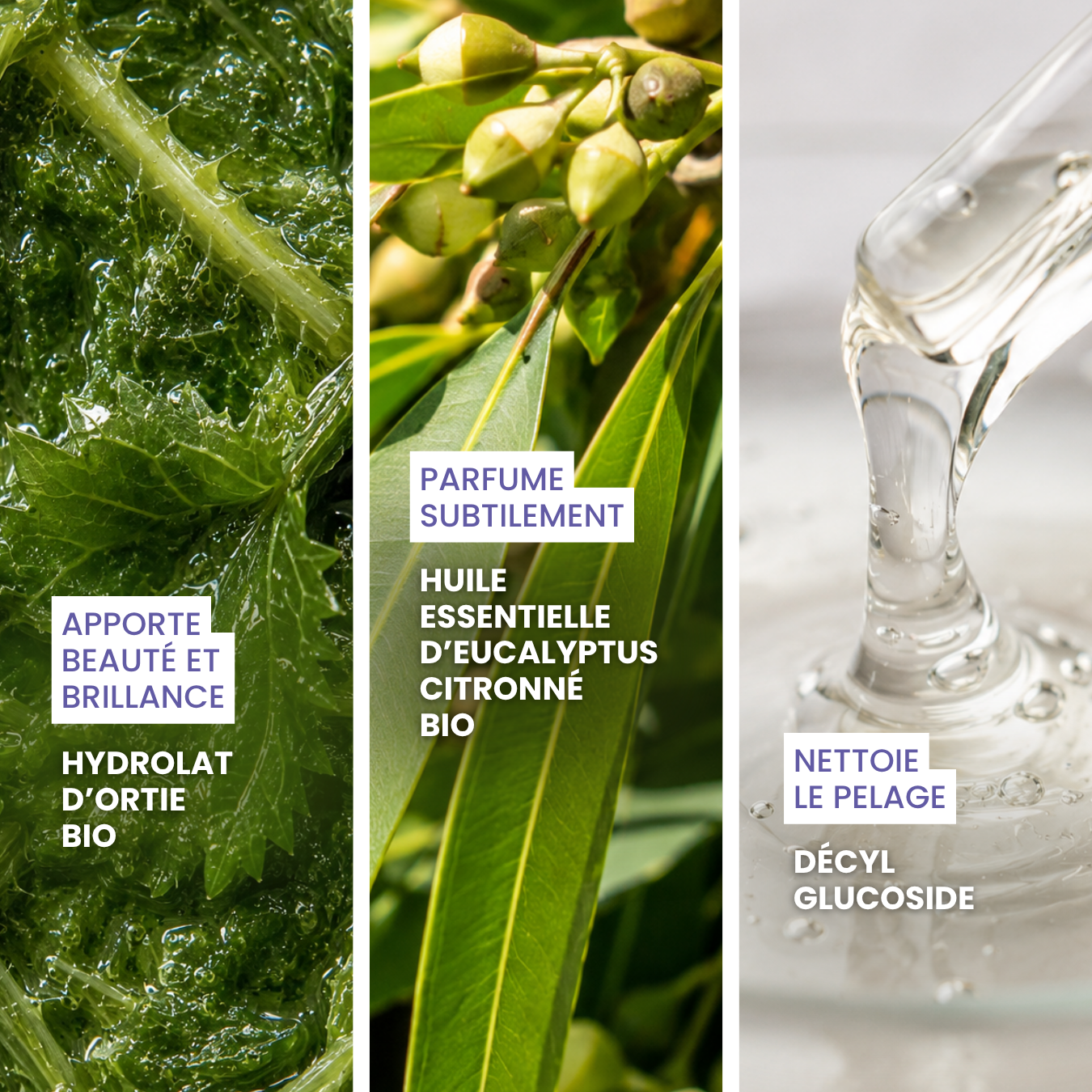 dexter-mango-pimpante-eau-micellaire-chien-sans-rin-age-bio image 3