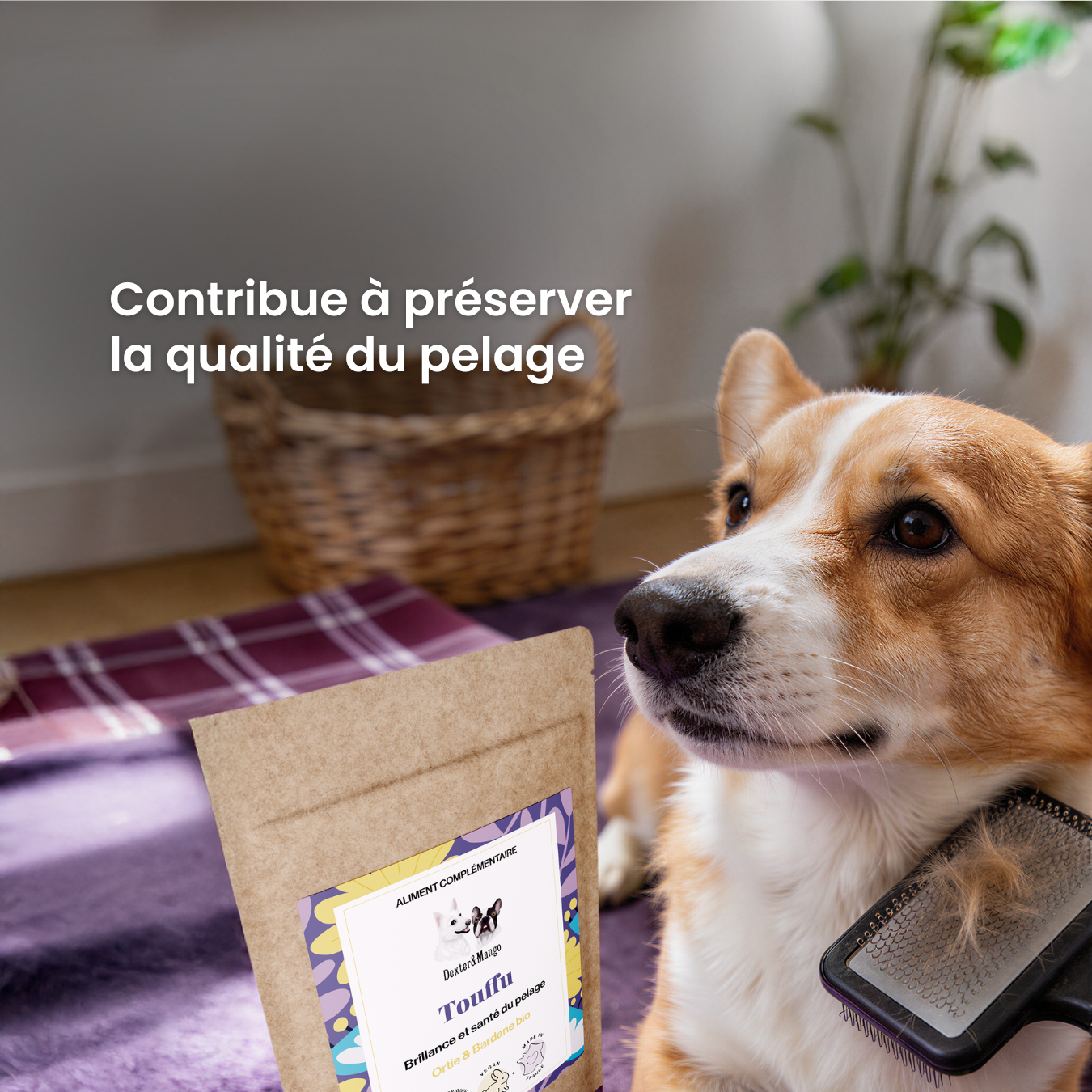 dexter-mango-touffu-compl-ment-pelage-poil-brillant image 2