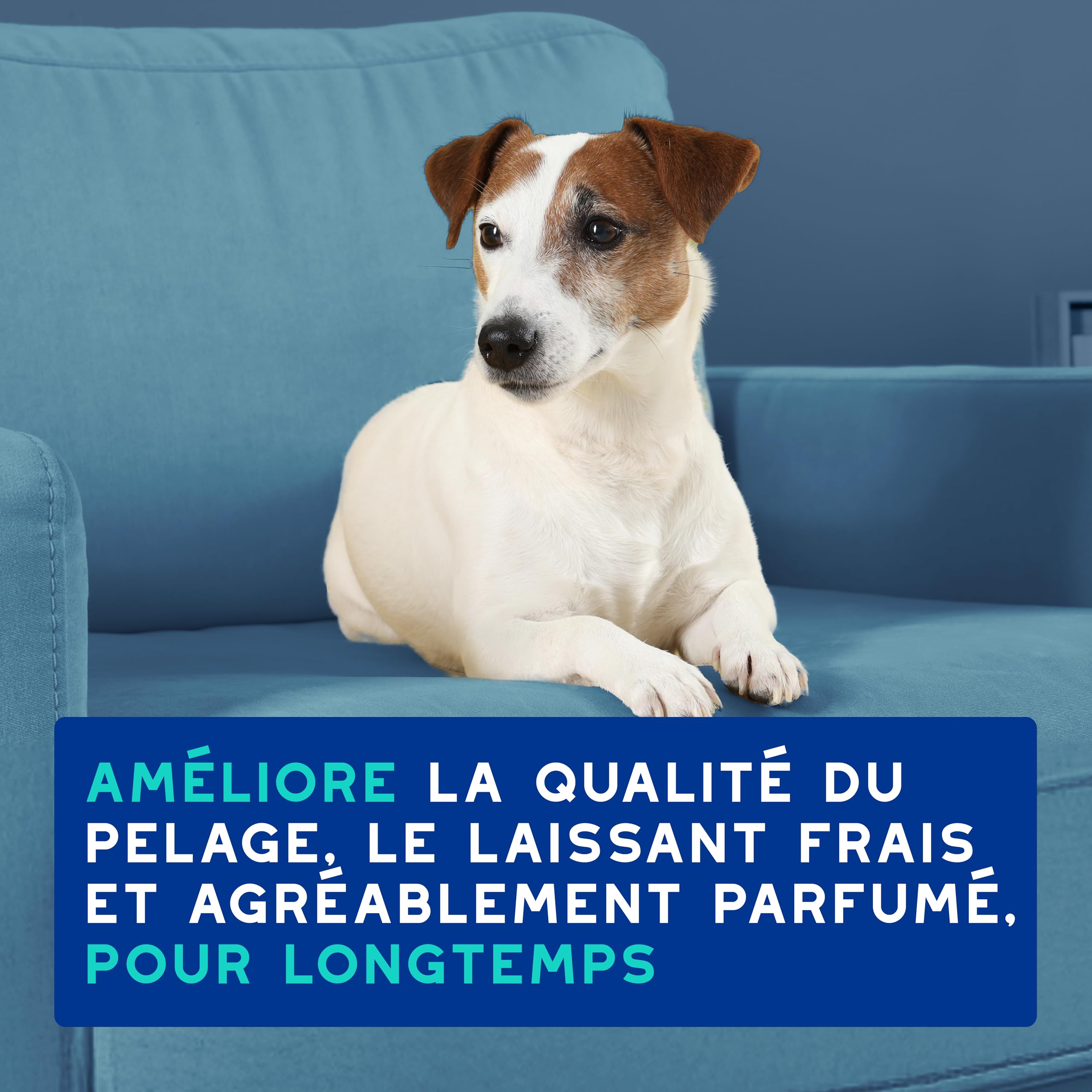 douxo-spa-skin-coat-shampooing-anti-odeurs-chien-coco-vanille image 7