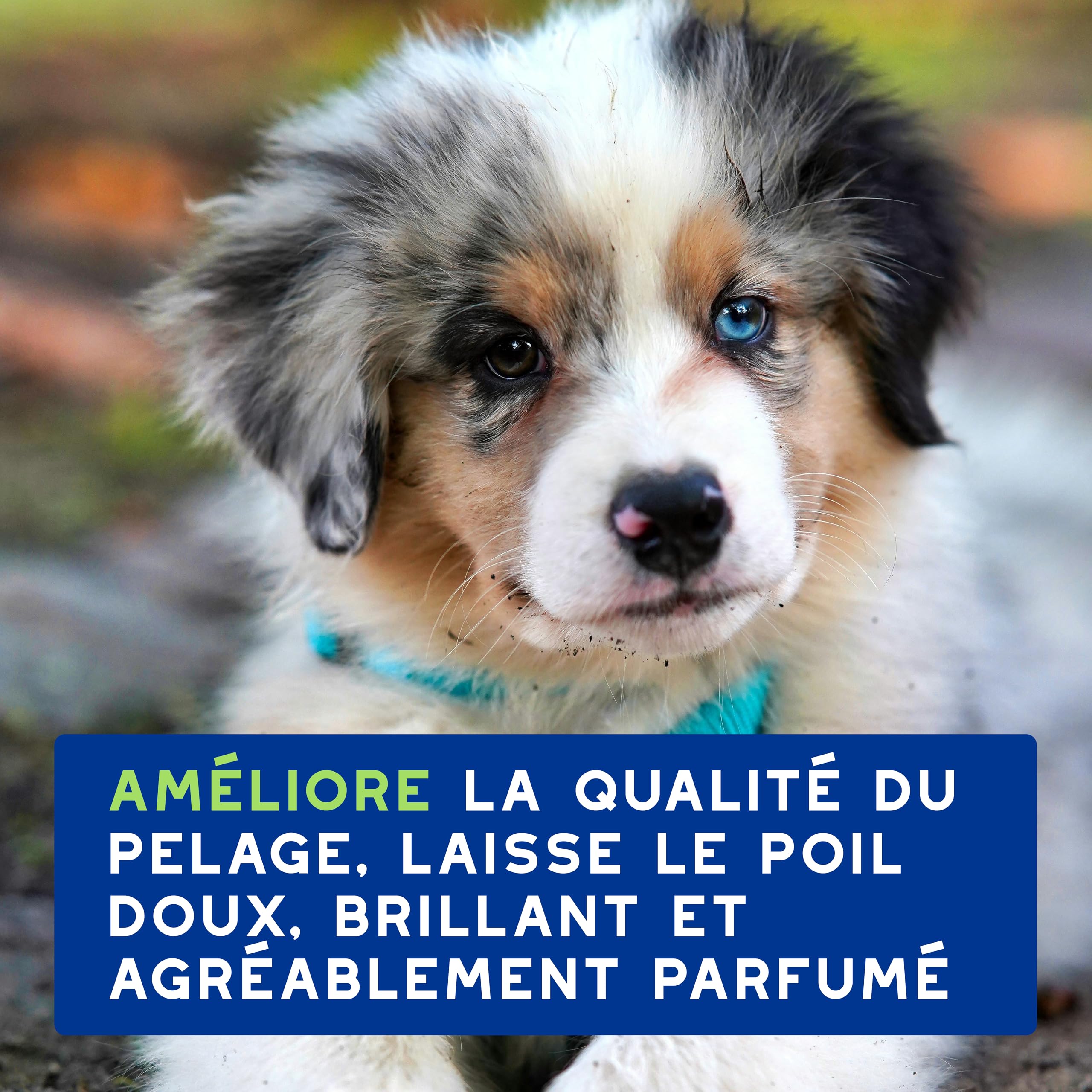 douxo-spa-skin-coat-spa-shampoing-chiot-hypoallerg-nique-pr-biotique image 7