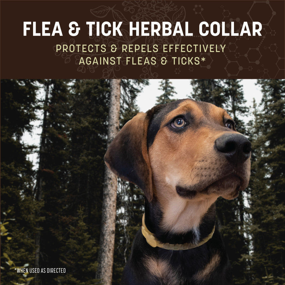 earth-animal-nature-protection-collier-anti-puces-chien-citronnelle image 2