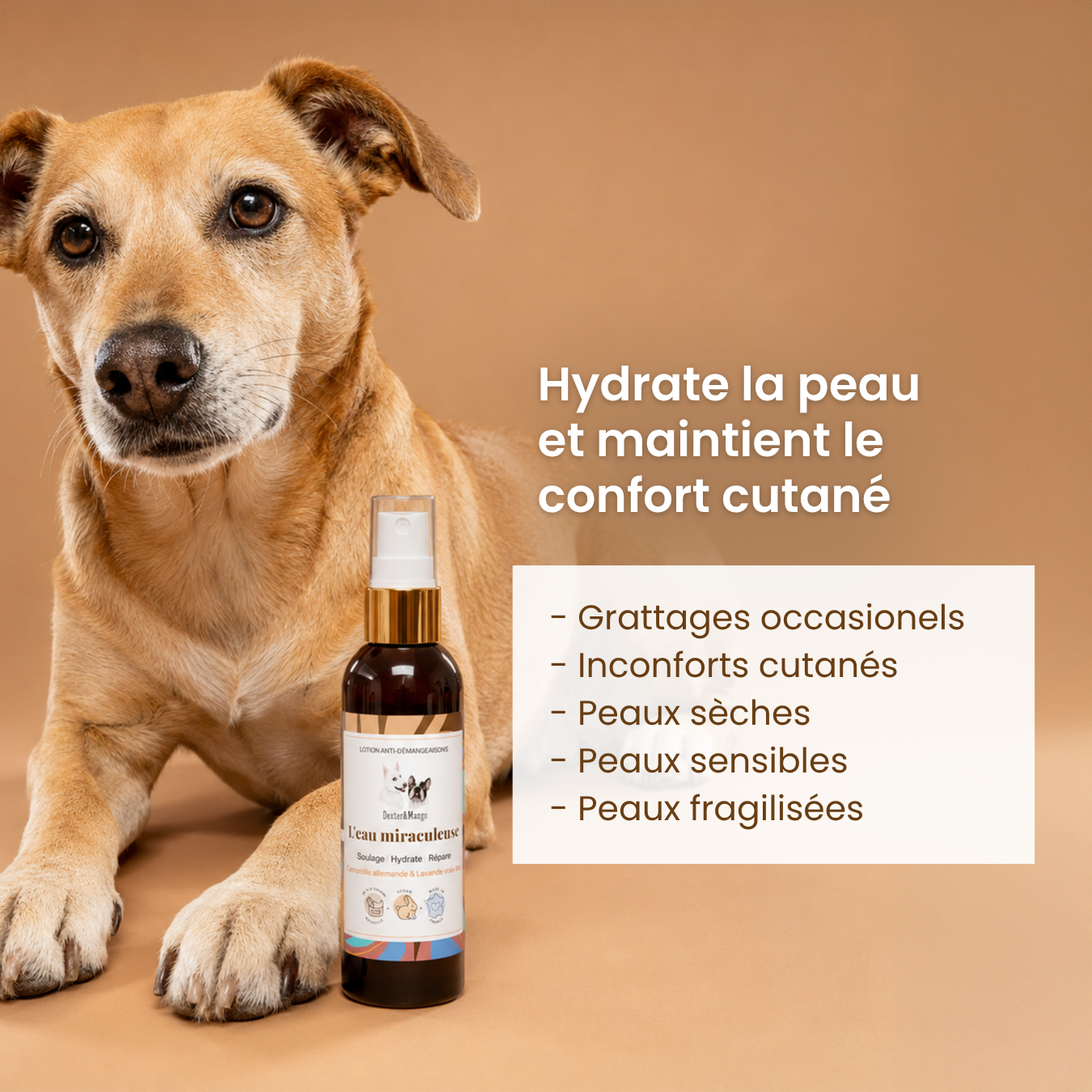 dexter-mango-eau-miraculeuse-lotion-confort-cutan-chien image 2