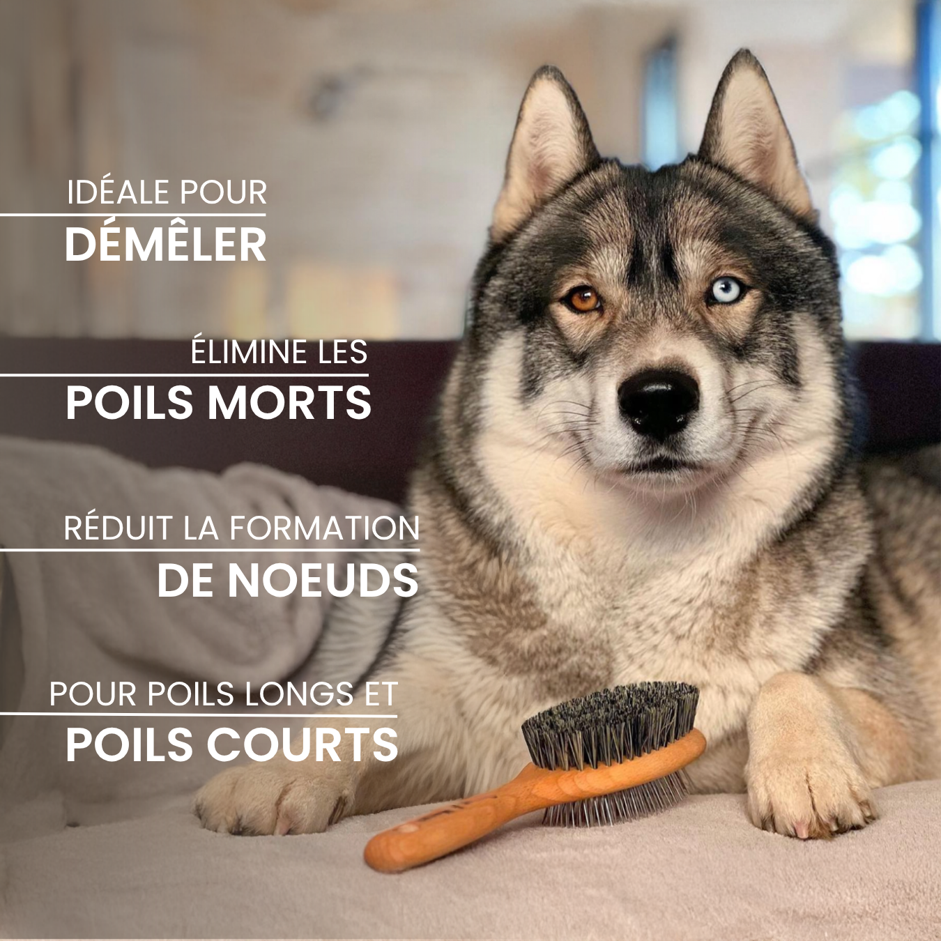 dexter-mango-brosse-double-face-bois-de-h-tre-chien-chat image 2