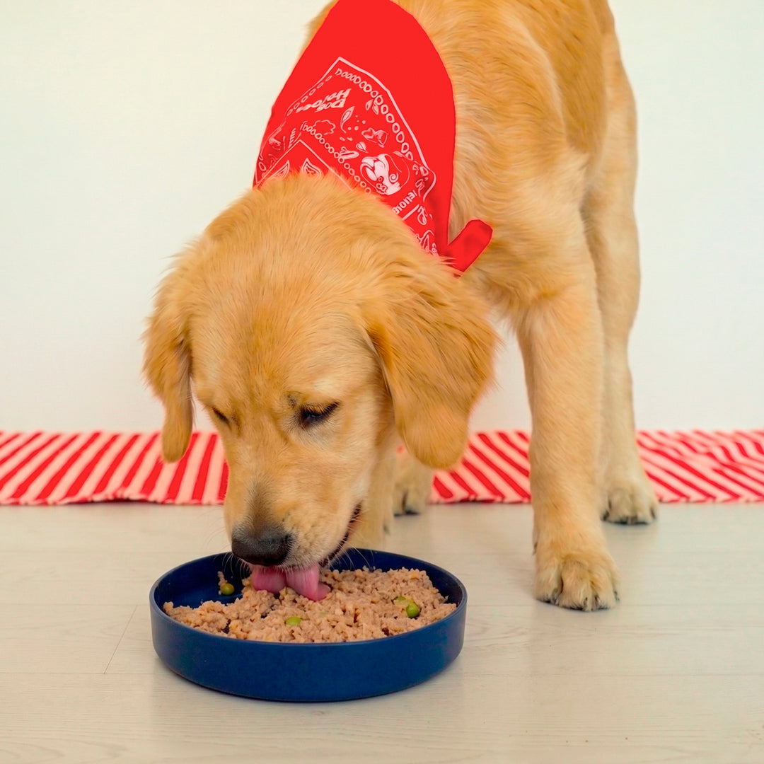 dog-heroes-crunchy-bites-lick-bowl-gamelle-bleue image 4