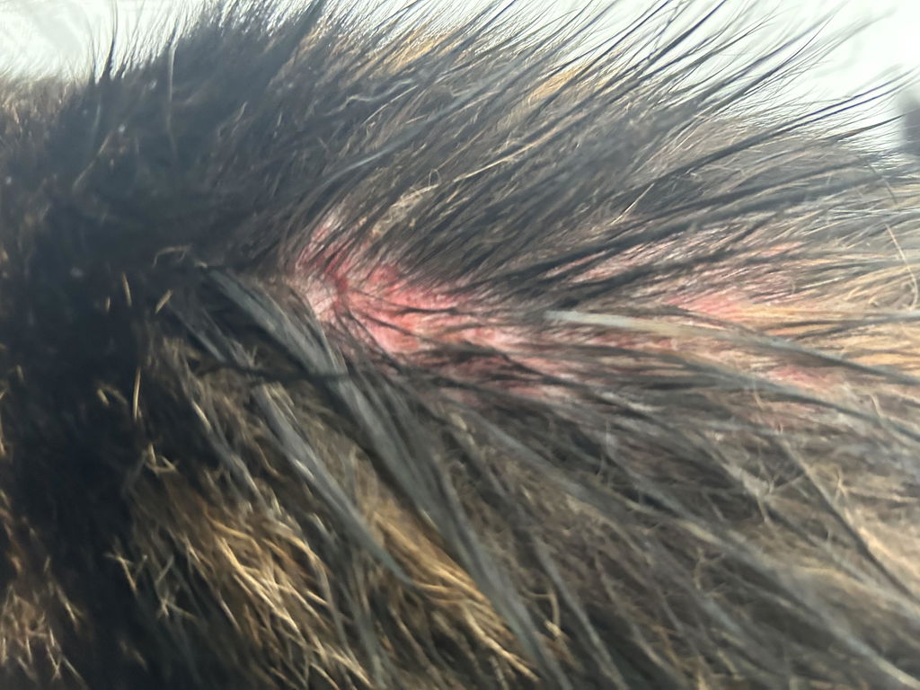 Bien toléré