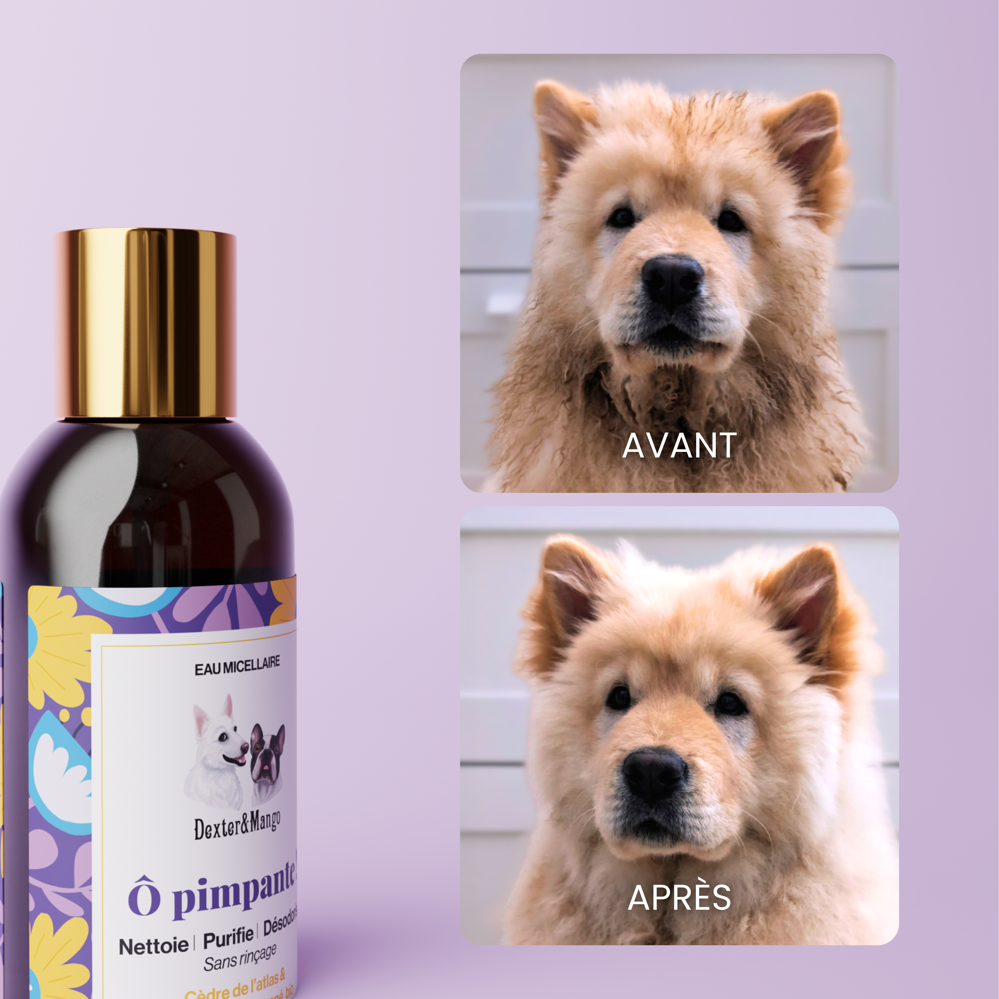 dexter-mango-pimpante-eau-micellaire-chien-sans-rin-age-bio image 6