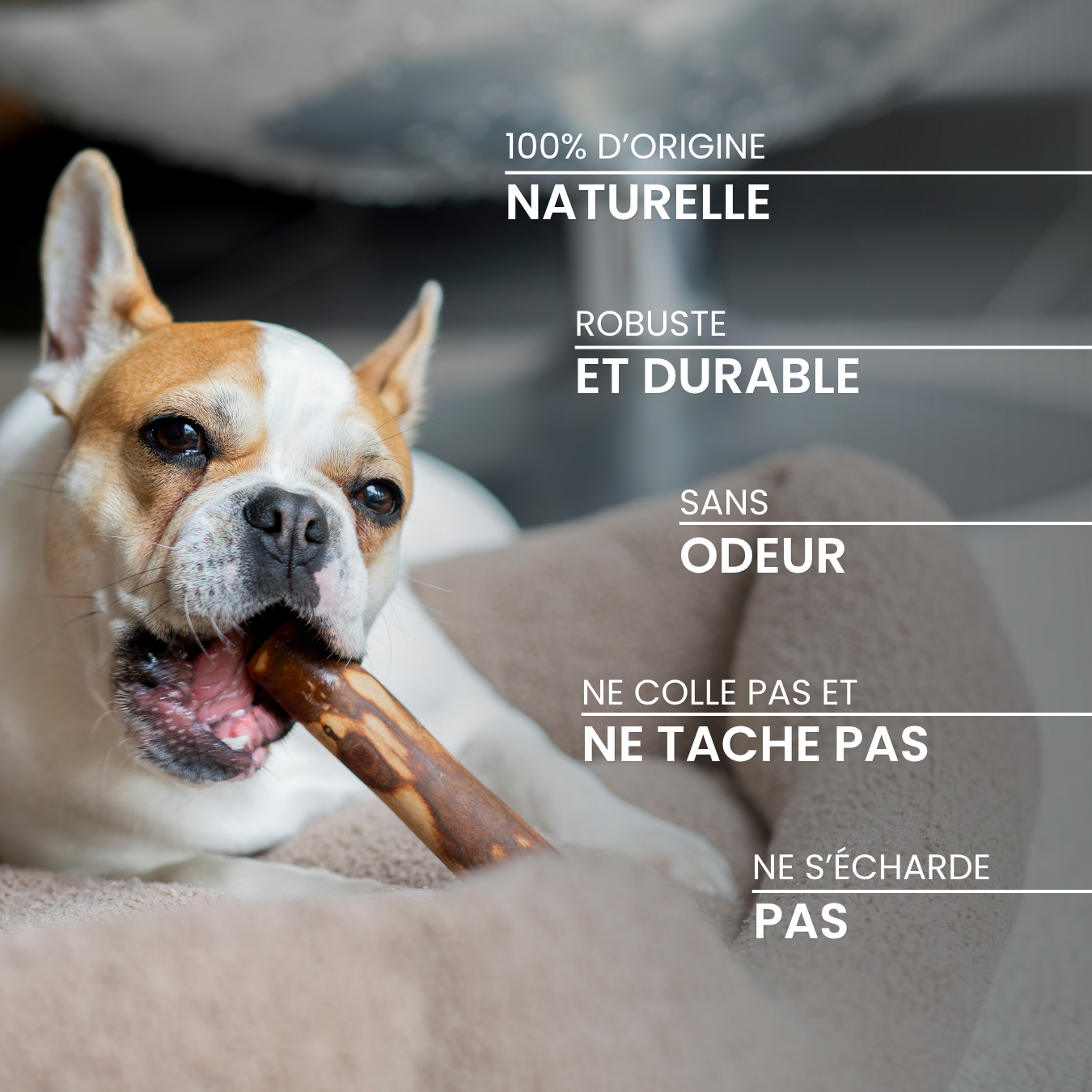 dexter-mango-b-ton-olivier-friandise-mastication-chien-taille-m image 3