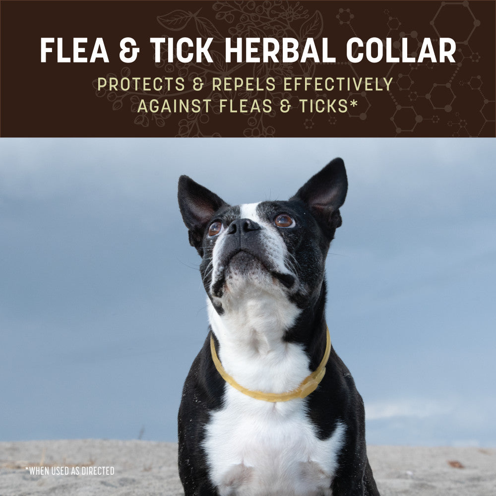 earth-animal-nature-protection-collier-anti-puces-chien-citronnelle image 5