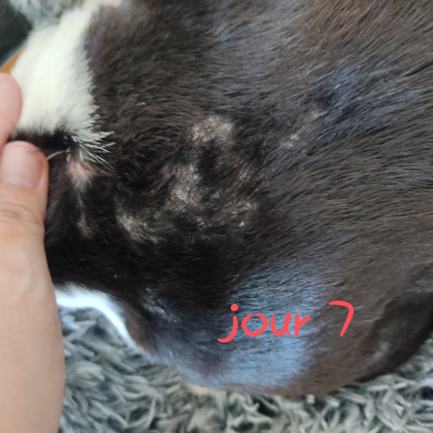 Routine adoptée