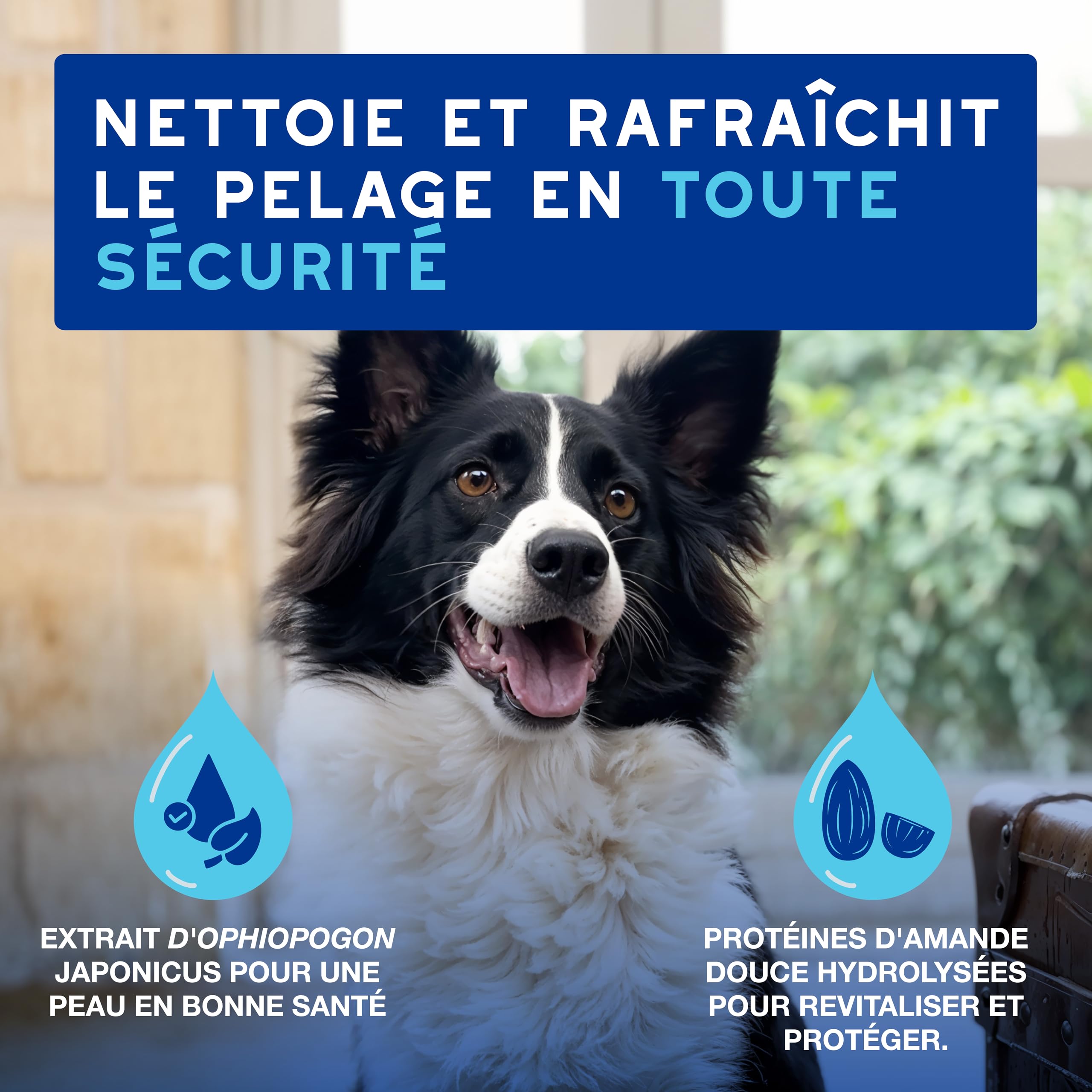 douxo-spa-skin-coat-mousse-sans-rin-age-chien image 2