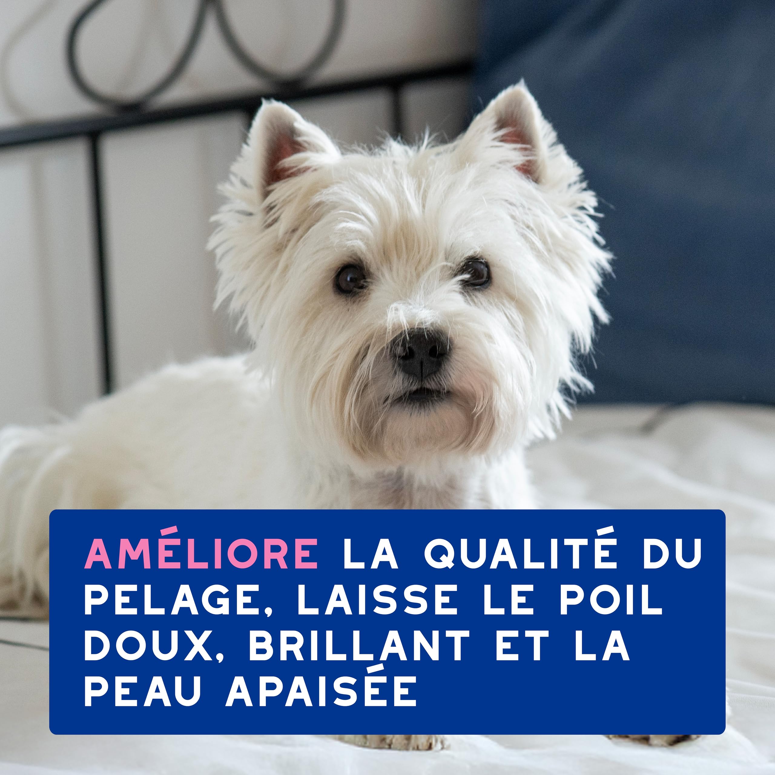douxo-skin-coat-spa-shampoing-chien-anti-d-mangeaisons-fumeterre image 7