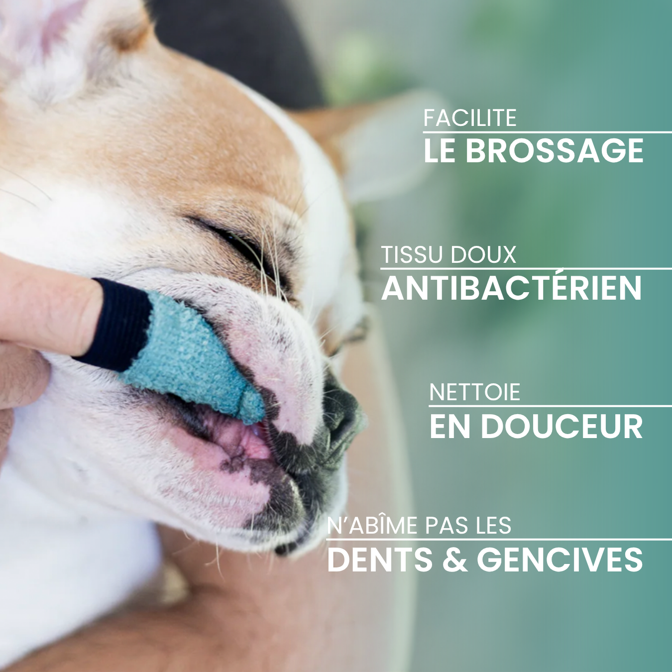 dexter-mango-brosse-dents-doigtier-chien-chat-antibact-rienne image 2