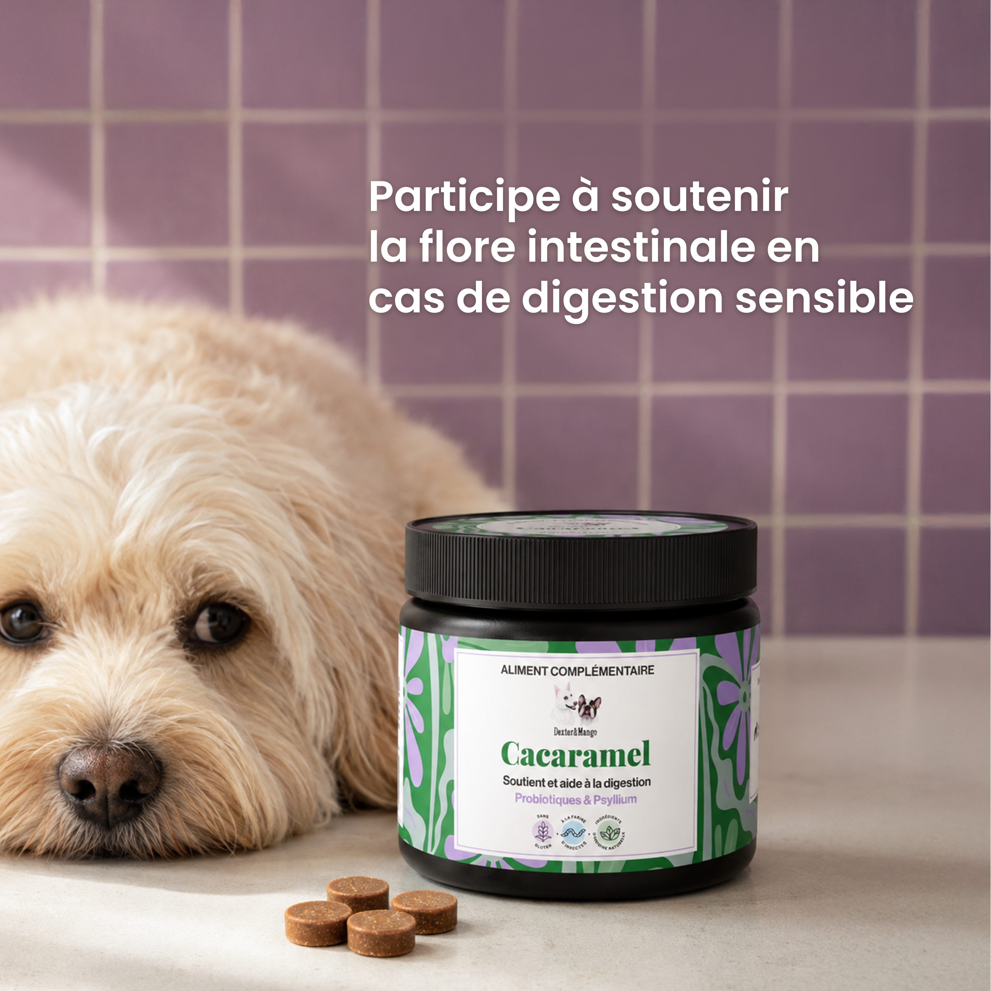 dexter-mango-cacaramel-friandise-digestion-chien-insectes image 2